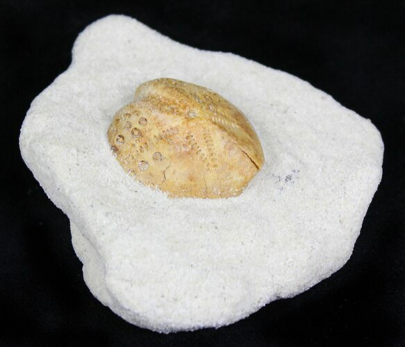 Lovenia Sea Urchin Fossil - Beaumaris, Australia #22170